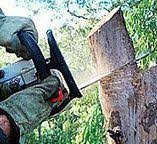  Childersburg, AL Tree Services Pros