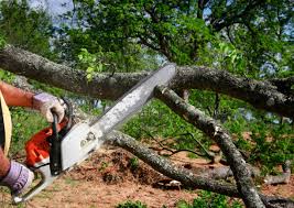 Best Lawn Renovation and Restoration  in Childersburg, AL