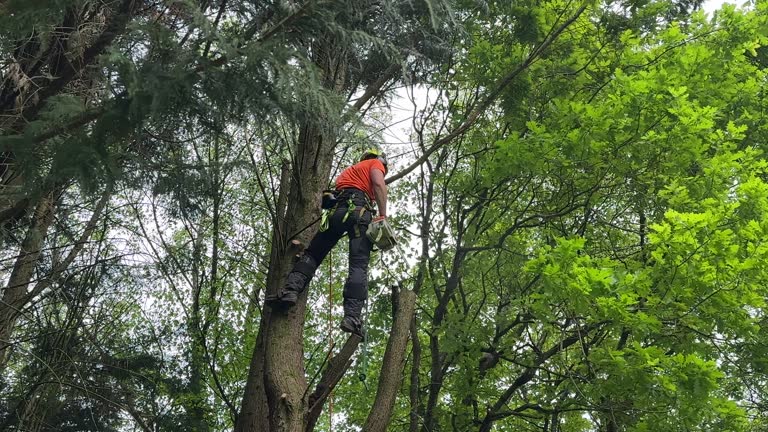 Best Fruit Tree Pruning  in Childersburg, AL