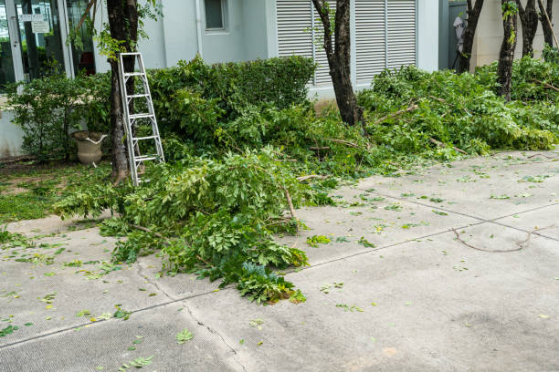 Best Tree Removal  in Childersburg, AL