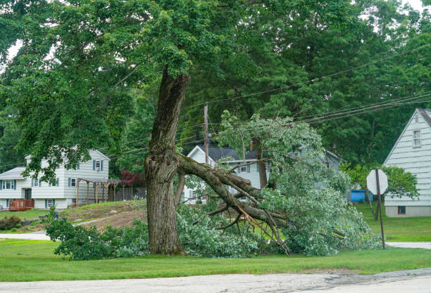 Best Hedge Trimming  in Childersburg, AL