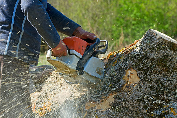 Best Leaf Removal  in Childersburg, AL