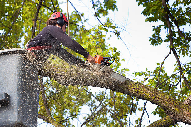 Best Lawn Disease Treatment  in Childersburg, AL
