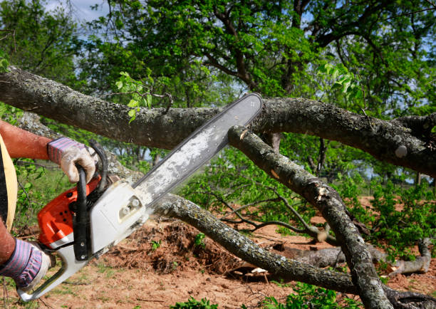 Professional Tree Services in Childersburg, AL