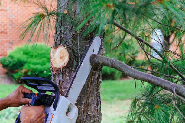 How Our Tree Care Process Works  in  Childersburg, AL